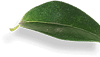 shape
